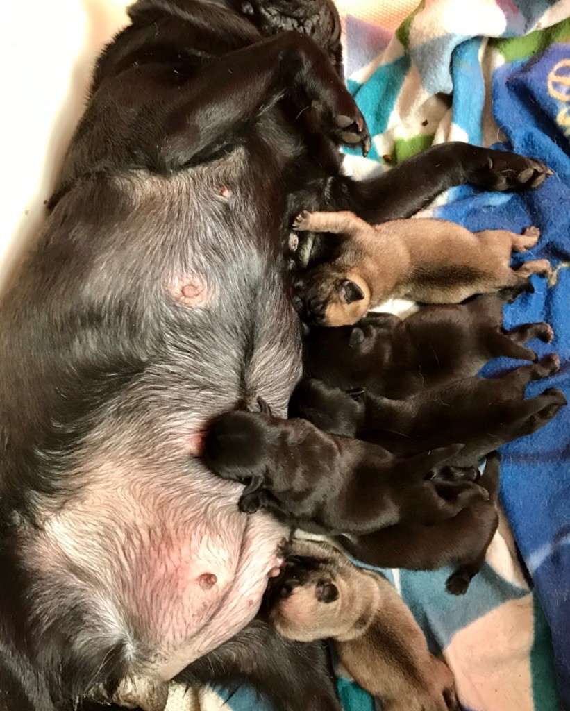 Chiot Carlin du begawan solo