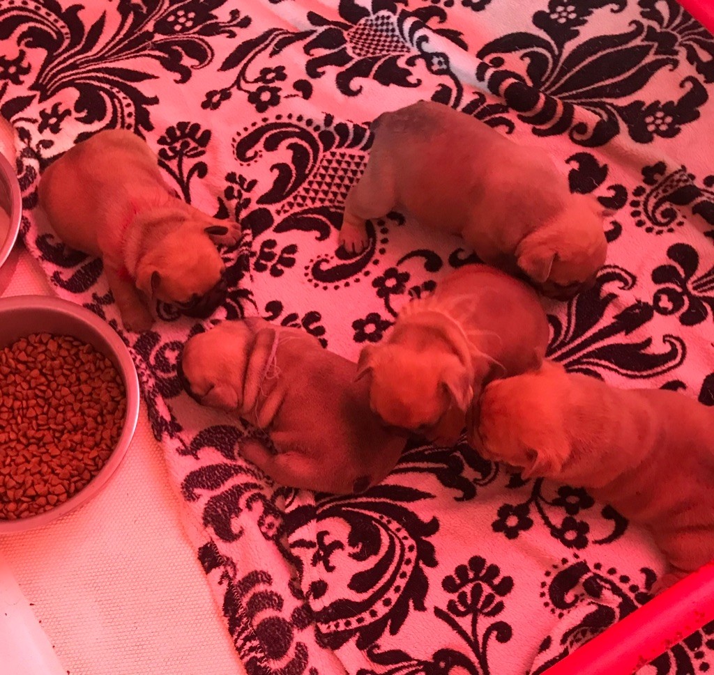 Chiot Bouledogue français du begawan solo